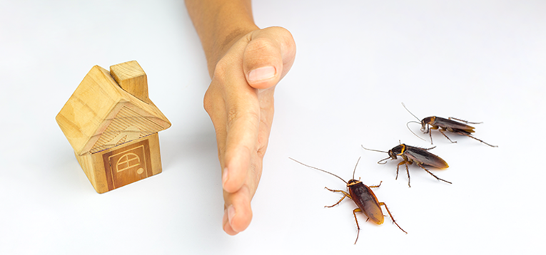 What Are The Different Ways In Which You Can Prevent Infestation Of Cockroach In Your House?