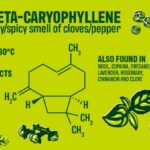 beta-caryophyllene